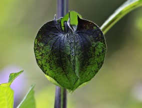 巧用土法，轻松解决花卉上的蚜虫问题——绿色环保的植物病虫害防治法