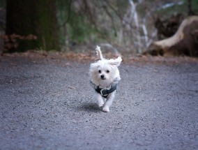 犬伴同行，临沂万达美食之旅