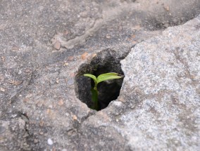 探索茶叶的环保包装之旅，如何选择合适的环保材质？