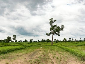 要求主干道两侧杂草留茬在10厘米左右 形式主义整治案例