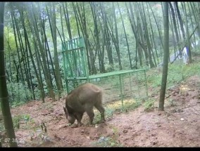 与野猪的中场“战事” 人猪生存空间之争加剧