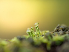 每日早安健康小贴士，活力满满开启新的一天