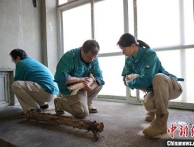 16只朱鹮回到北京动物园 助力种群繁育