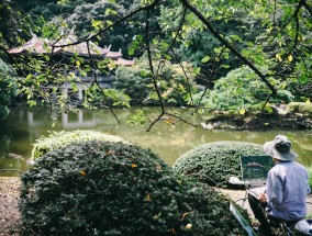 白玉兰种植之风水讲究，解读种植白玉兰的深层寓意与布局艺术