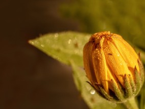 小红书开通蒲公英平台，潜在影响与挑战的深度解析