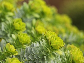 黄浦区花卉租赁与植物养护全攻略，从选择到维护的实用指南