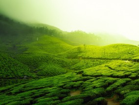 千岛湖茶叶之旅，探寻自然之美与茶文化之韵