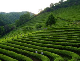 旅行之乐与精致茶叶罐子图片的完美融合，必备良伴的独特魅力