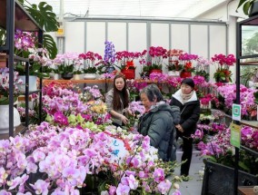 2000余万盆年宵花陆续上市 京城花卉市场供需两旺