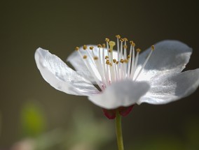 无花果树与风水，绿色植物与运势的奇妙对话之旅