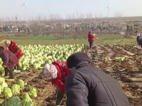 网传江苏一村在地里种成熟大白菜 疑骗取补助款引发关注