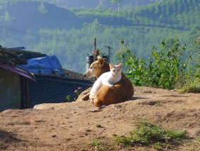 广州拟将土狗移出禁养危险犬名录 征求意见中