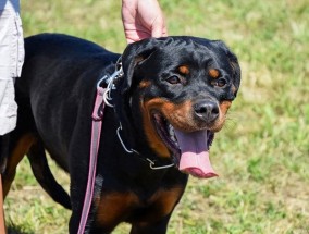 专家建议对烈性犬饲养买卖建立跟踪 规范管理迫在眉睫