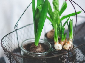 刷礼物、饮水与浇花，探索三者间的和谐共存之道