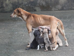 散步后疑中毒 一日内痛失两爱犬狗主极心痛