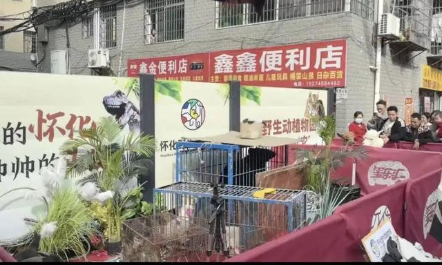 晓华店门口黑熊都来了 未报备已叫停  第2张