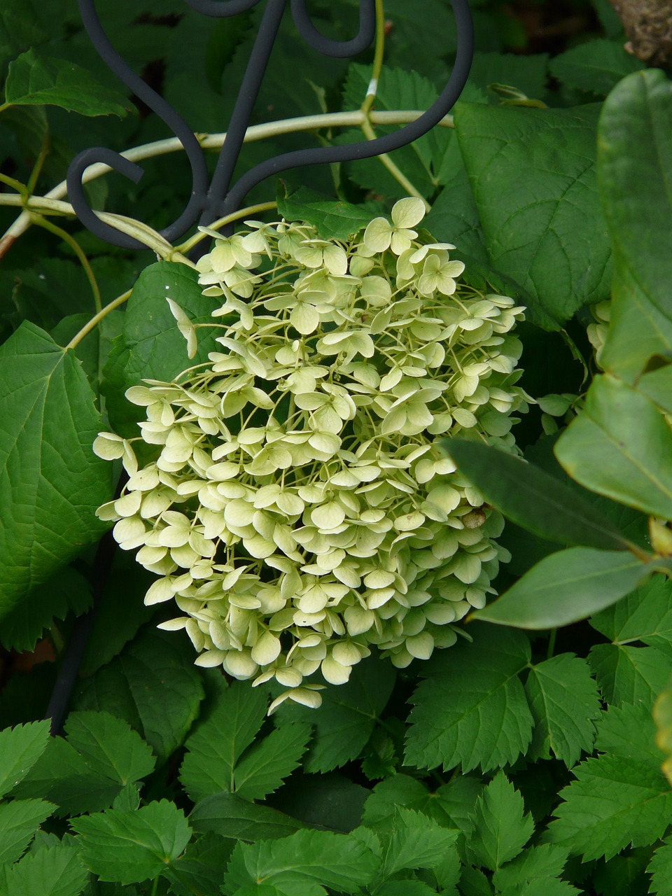 花卉的种植与绿色植物的培育艺术，成功转化之道  第1张