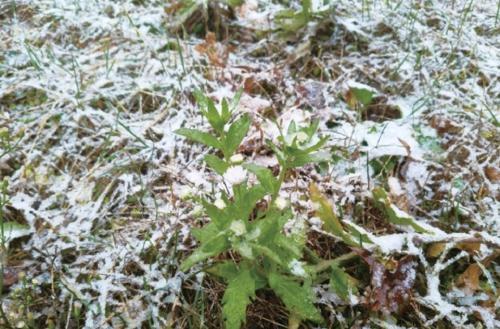 山东迎来今冬初雪 寒潮影响持续降温  第3张