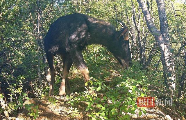 易危物种“四不像”惊现湖北 珍稀动物悠闲觅食  第2张