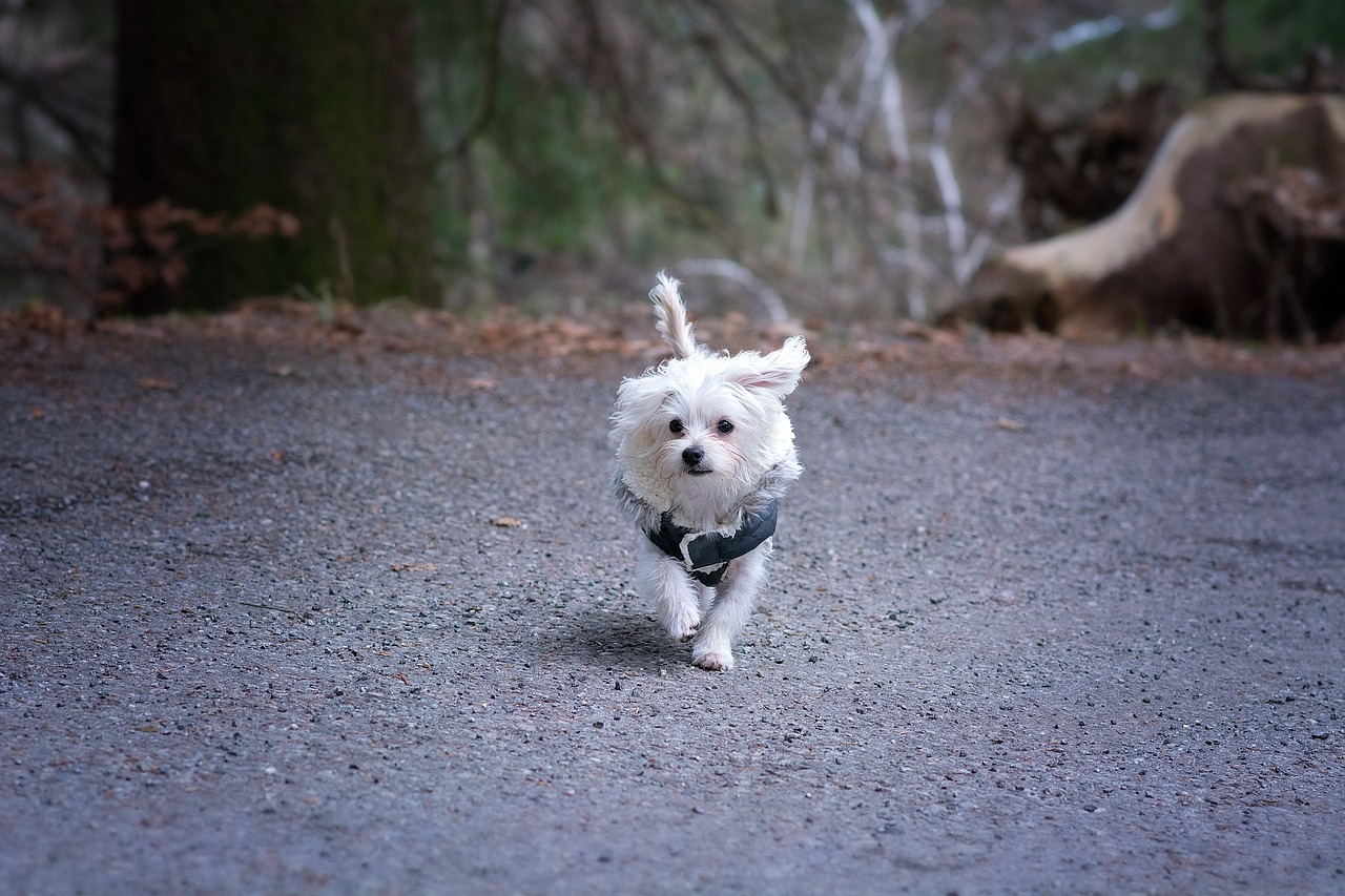 犬伴同行，临沂万达美食之旅  第1张