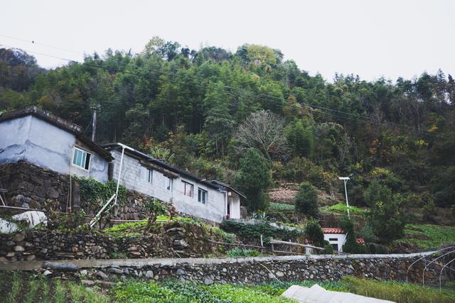 探访安康野猪袭人事发地 小山村成舆情焦点  第5张