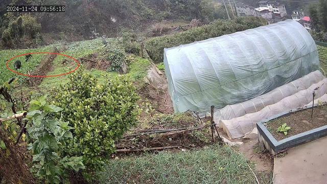 探访安康野猪袭人事发地 小山村成舆情焦点  第7张