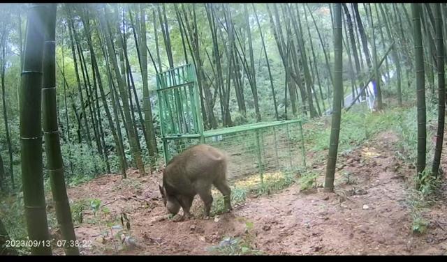 与野猪的中场“战事” 人猪生存空间之争加剧  第1张