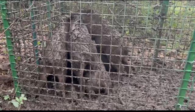 与野猪的中场“战事” 人猪生存空间之争加剧  第5张