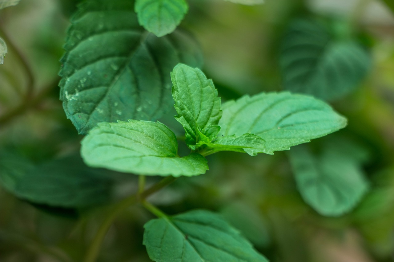 如何有效促进花卉叶子肥大的方法与技巧  第1张