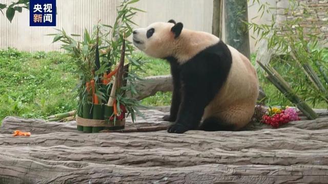 官方回应福宝身体异常：体态外观无异常，精神及食欲正常 持续健康监测中  第1张