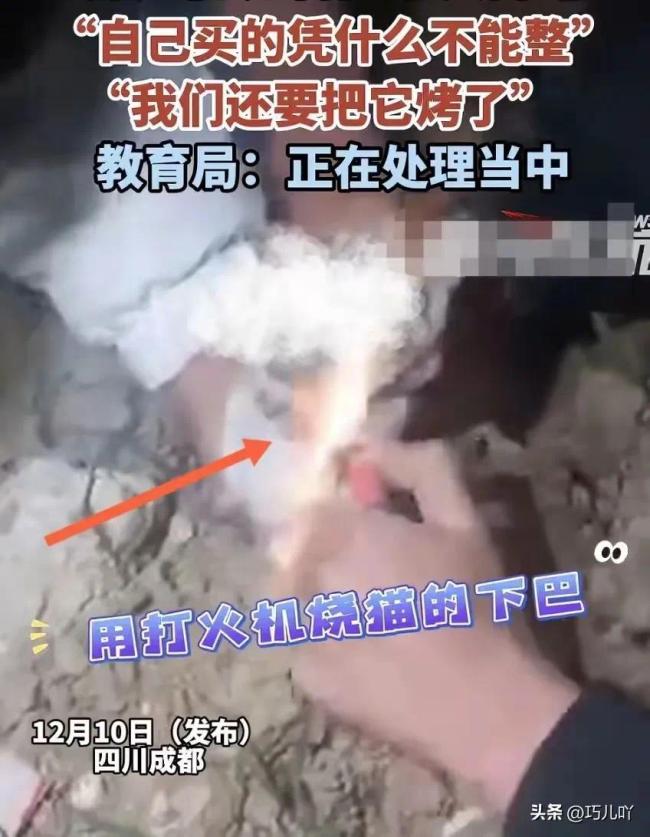 成都4名中学生组团虐猫拍视频 残忍行为引发社会关注  第1张