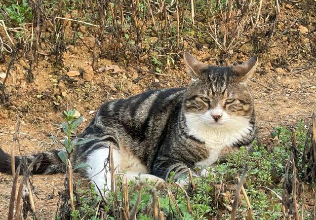 成都4名中学生虐猫拍视频  第2张