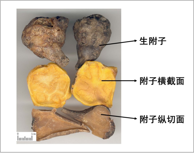 补药变“毒药” 这些药材不能盲目食用  第2张