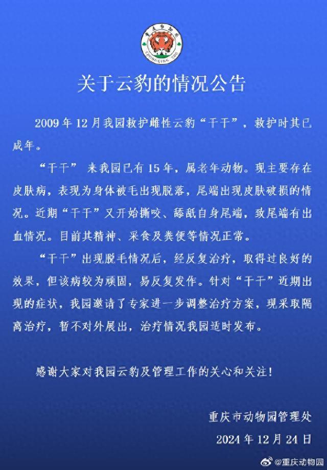 重庆动物园通报云豹“干干”情况：隔离治疗，暂不展出  第1张