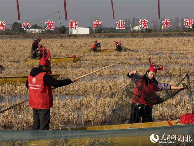 湖北潜江冬虾抢“鲜”上市 打破季节性壁垒  第4张