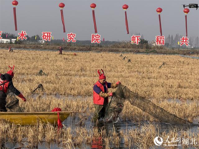 湖北潜江冬虾抢“鲜”上市 打破季节性壁垒  第5张