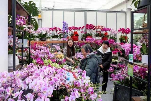 2000余万盆年宵花陆续上市 京城花卉市场供需两旺  第1张