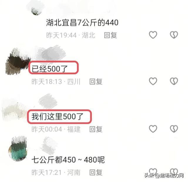 反常！仔猪暴涨到500还“一苗难求” 春节后或继续涨  第1张