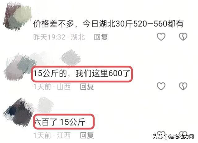 反常！仔猪暴涨到500还“一苗难求” 春节后或继续涨  第2张