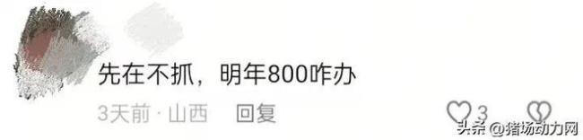 反常！仔猪暴涨到500还“一苗难求” 春节后或继续涨  第3张