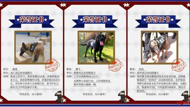 被通报批评的警犬也曾被表扬 从调皮到英雄的转变  第3张